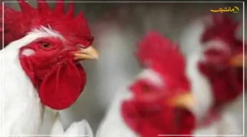 انخفاض غير متوقع.. أسعار الفراخ اليوم السبت 13 سبتمبر 2025 في بورصة الدواجن تشهد هبوطًا جديدًا للكيلو 1